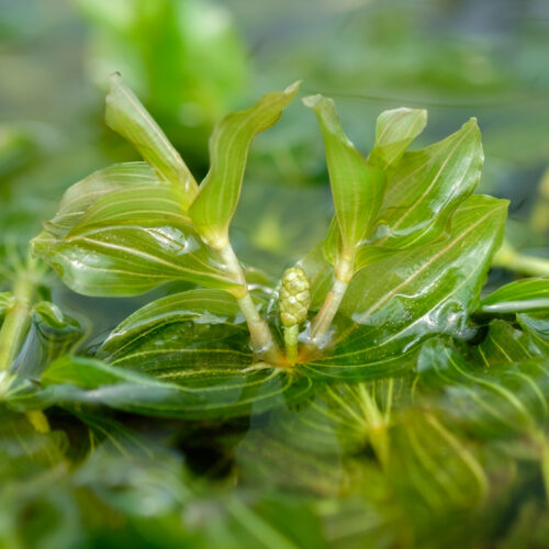 Potamogeton perfoliatus