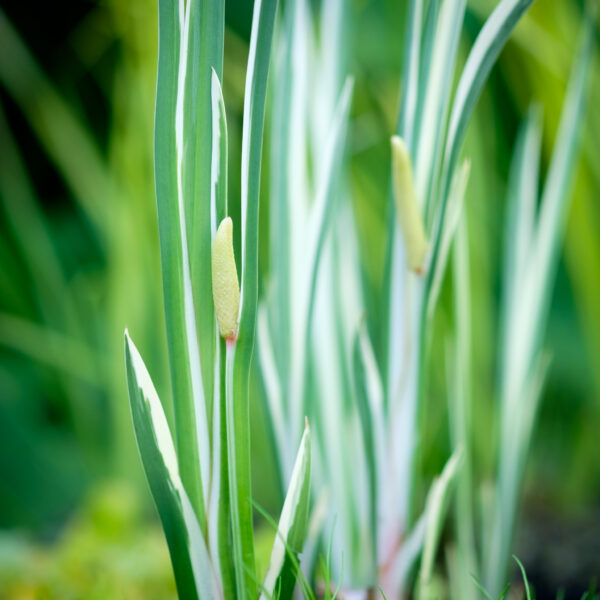 Acorus calamus Variegatus