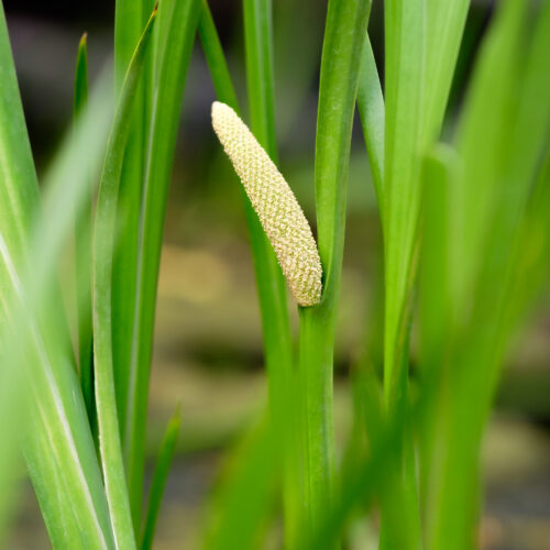 Acorus calamus