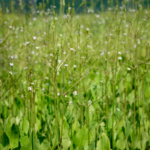 Alisma plantago-aquatica