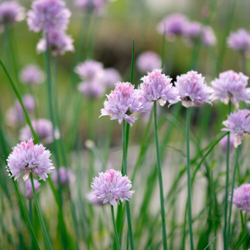 Allium schoenoprasum