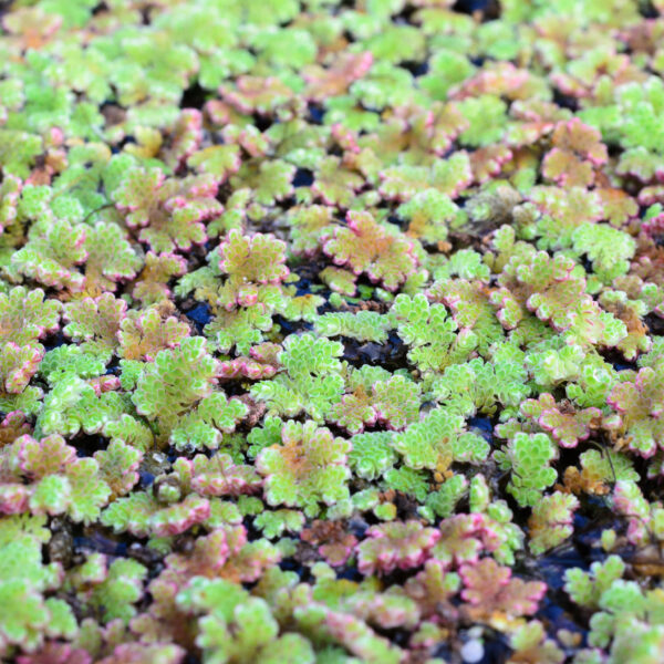 Azolla caroliniana