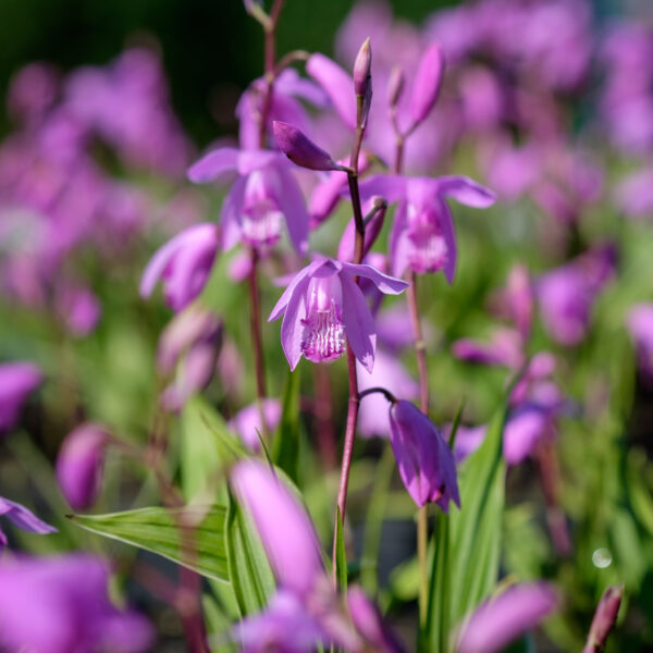 Bletilla striata