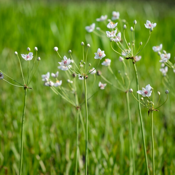 Butomus umbellatus Schneeweisschen