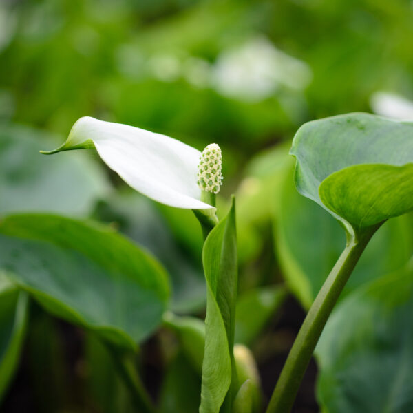 calla-palustris_1591104131 Calla palustris