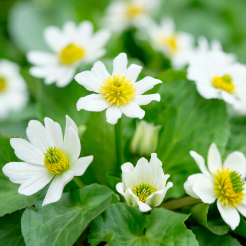 Caltha leptosepala