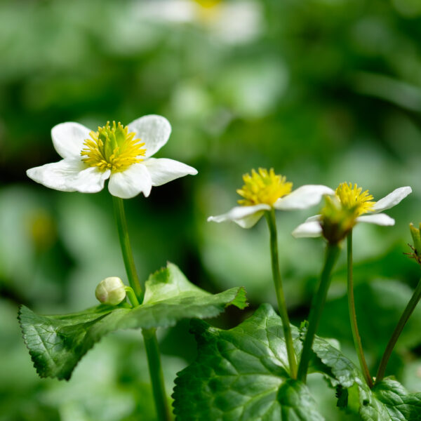 Caltha palustris alba