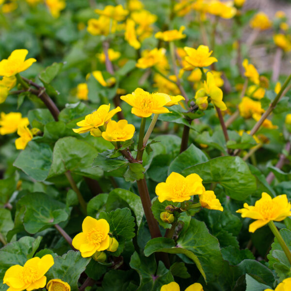 Caltha palustris Polypetala