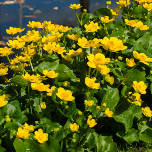 Caltha palustris