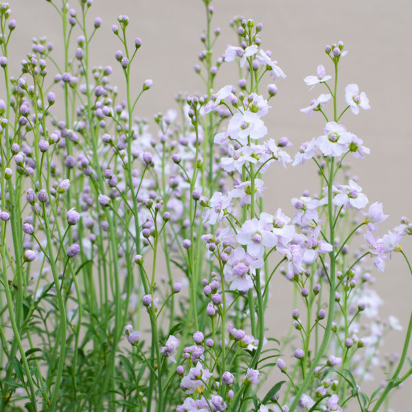 Cardamine pratensis Flore Pleno