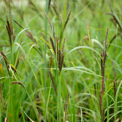 Carex acuta