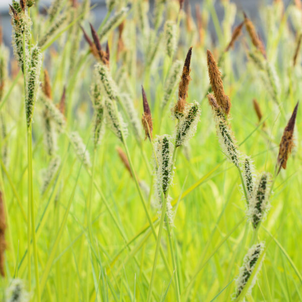 Carex elata Aurea