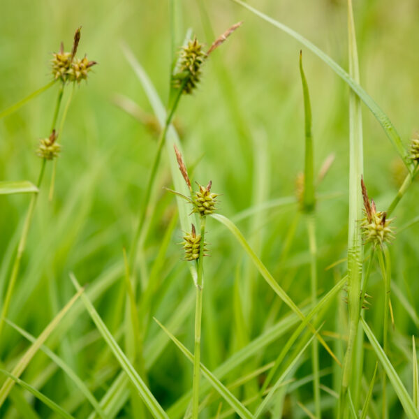 carex-flava_1591104311 Carex flava