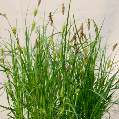 Carex hirta