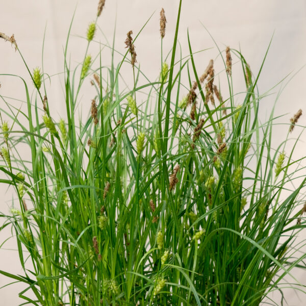 carex-hirta_1591104327 Carex hirta