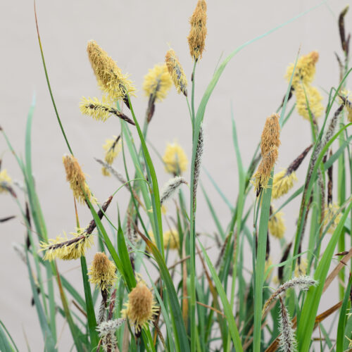 Carex nigra