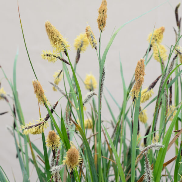 Carex nigra