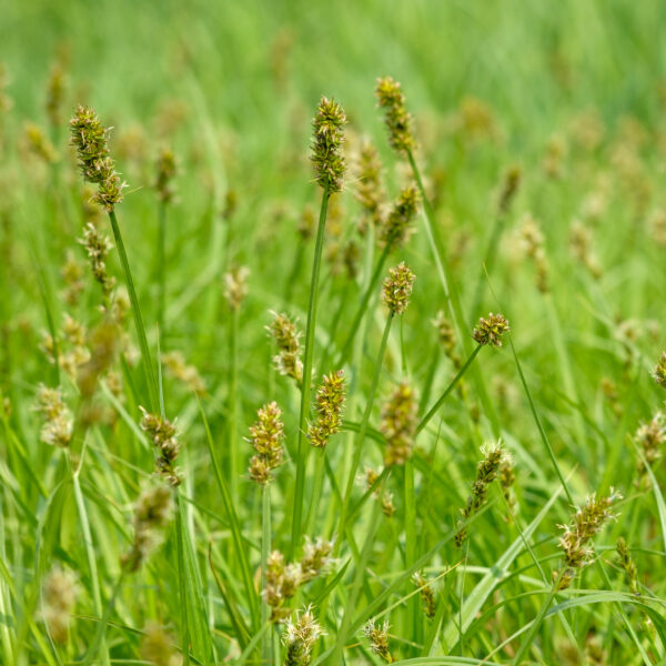 carex-otrubae_1591104426 Carex otrubae