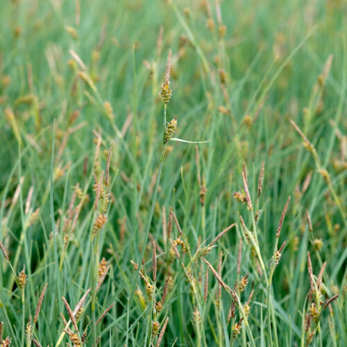 Carex panicea