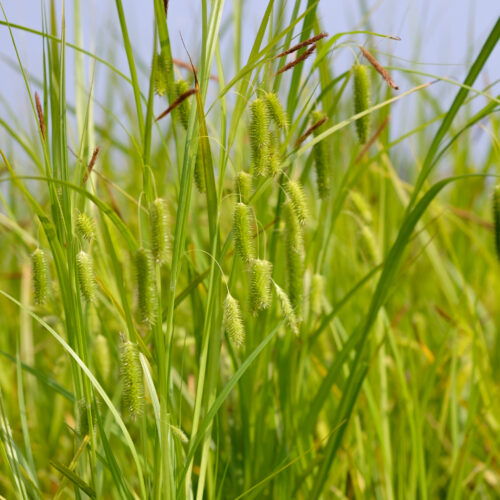 Carex pseudocyperus
