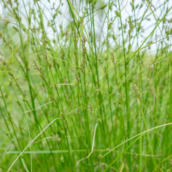Carex remota