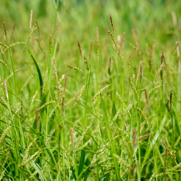 Carex sylvatica