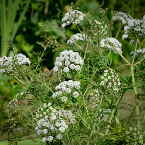 Cicuta virosa