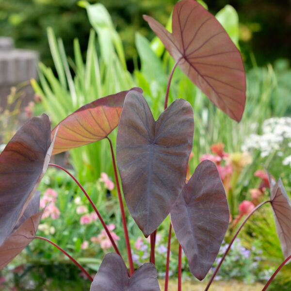 Colocasia Black Magic