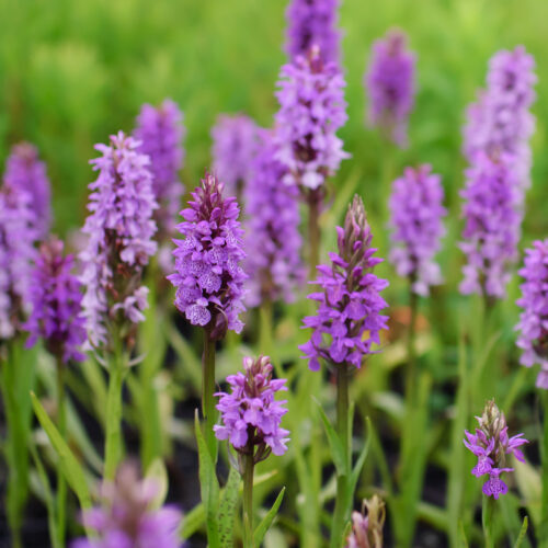 Dactylorhiza majalis praetermissa