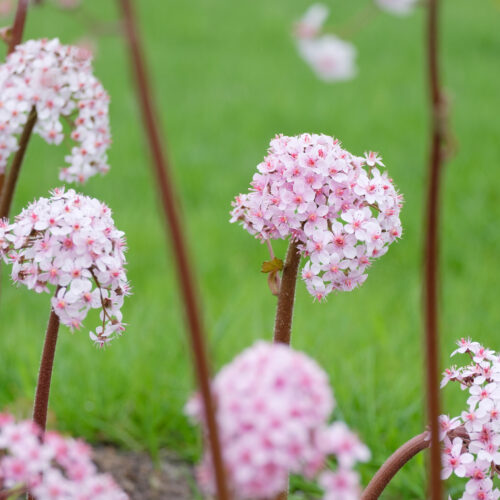 Darmera peltata