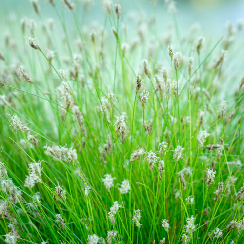 Eleocharis acicularis
