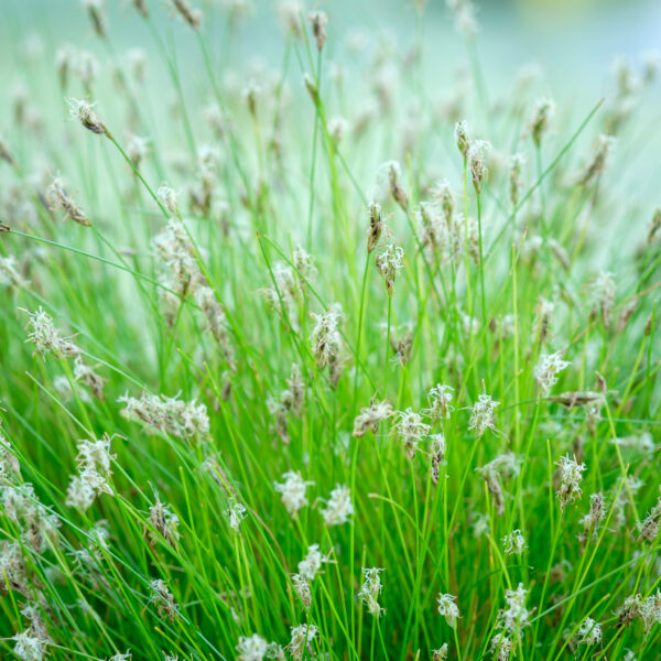 Eleocharis acicularis