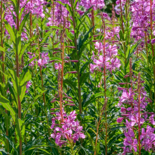 Epilobium angustifolium