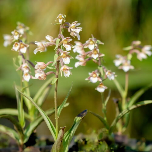 Epipactis palustris