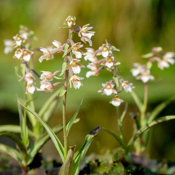 Epipactis palustris