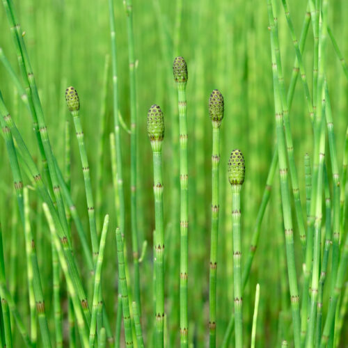 Equisetum fluviatile