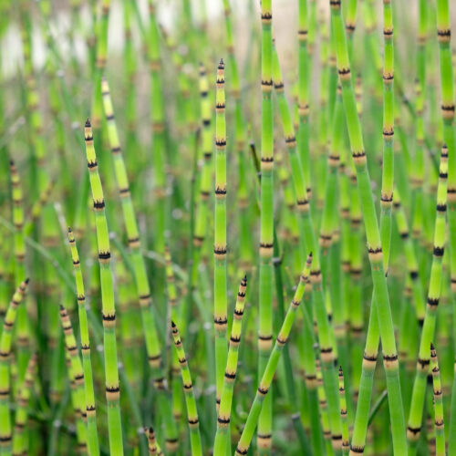 Equisetum hyemale robustum