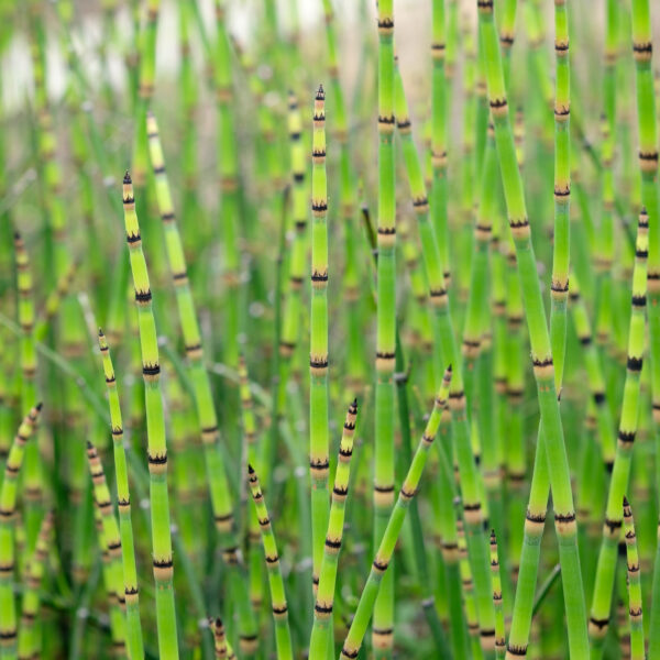 Equisetum hyemale robustum