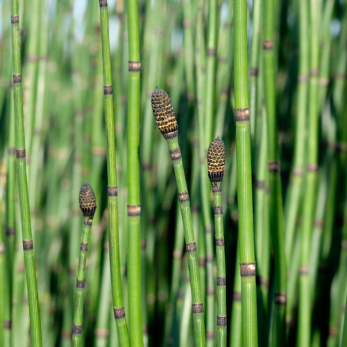 Equisetum hyemale Japonicum
