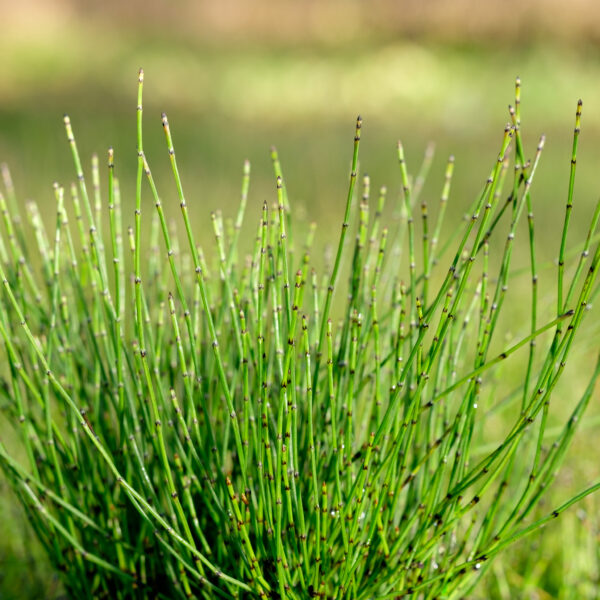 Equisetum scirpoides