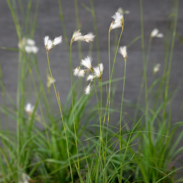 Eriophorum angustifolium