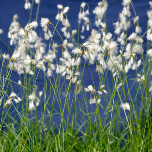 Eriophorum latifolium