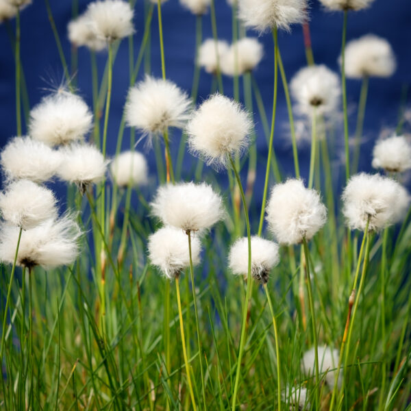 Eriophorum vaginatum