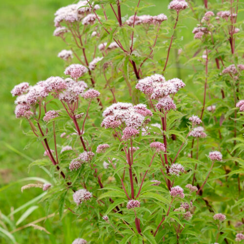 Eupatorium cannabinum