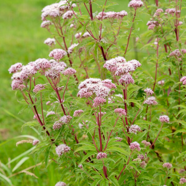 Eupatorium cannabinum