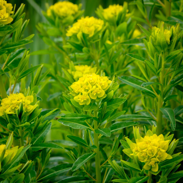 Euphorbia palustris