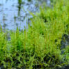 Fontinalis antipyretica