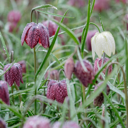 Fritillaria meleagris