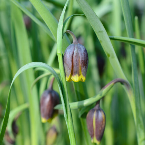 Fritillaria uva-vulpis