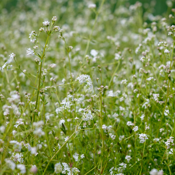 galium-palustre_1591105406 Galium palustre
